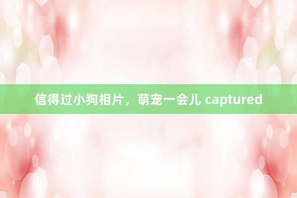 信得过小狗相片，萌宠一会儿 captured